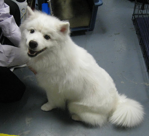 American Eskimo Dog