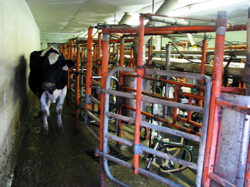 The dairy cows at Robthom Farms are milked twice a day. (Photo credit: Jennifer Moore)