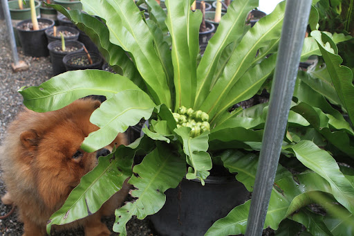 Ahh!  A bird's nest fern - These ferns are naturally epiphytic, and in their rainforest homes, can be found growing high in the crooks of trees.