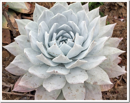 120929_SucculentGardens_Dudleya-brittonii_01