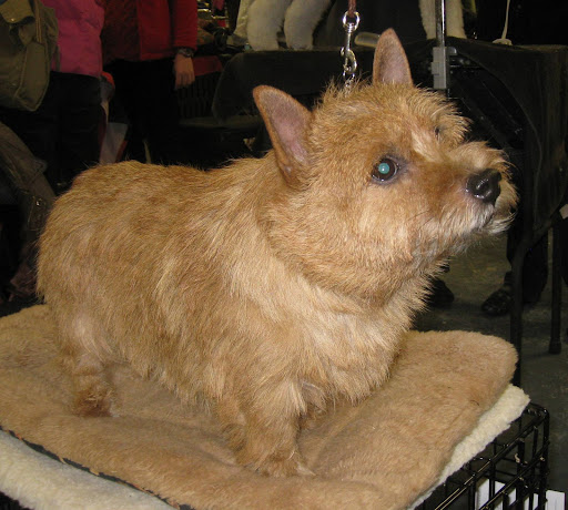 Norwich Terrier
