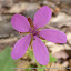 #55 GERANIACEAE Erodium malacoides(ID Flora On)[Maia,NF37_P.S.P.Avioso,CA&CMMaia]_P1570715.JPG
