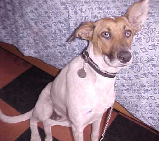 perrito de yolanda.JPG