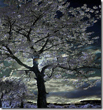Moonlight through tree branches