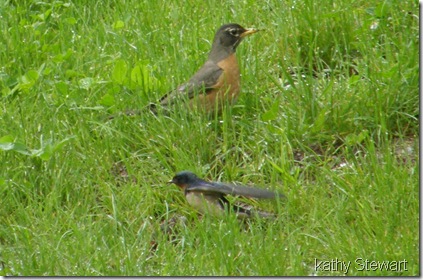 Robin and Barn Swallow