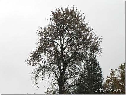 Eagles in the eagle tree