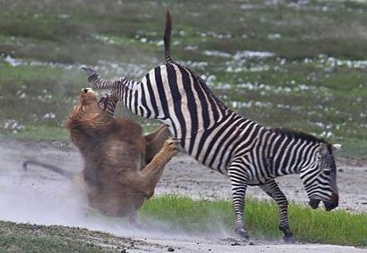 [zebra49.jpg]