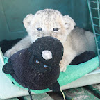 lion9.jpg