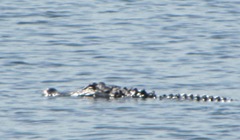Florida Lake Worth alligator swimming away