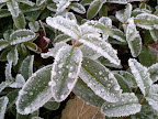An Icy Fog Breathes Magic Onto the Neighborhood