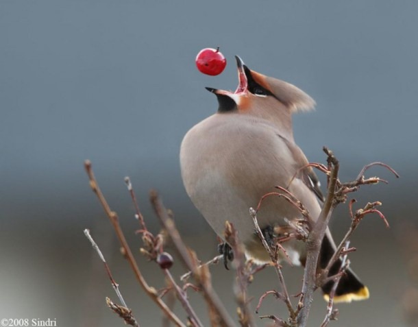 [Amazing%2520Beauty%2520of%2520Waxwing%2520Birds2%255B11%255D.jpg]