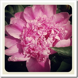 firstpeony