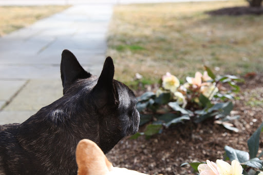 Franny, I could listen to you rhapsodizing about hellobores all day, but there are other flowers blooming around the farm, even though it's not officially spring yet.