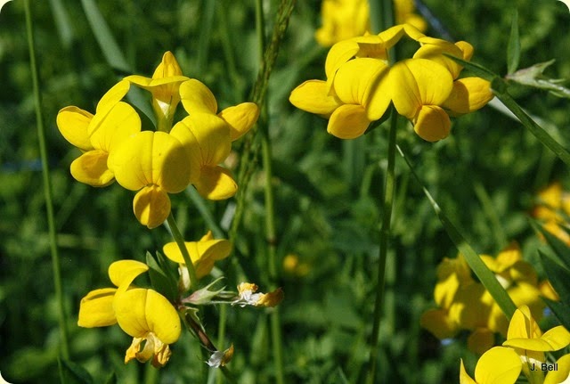 Birds-Foot Trefoil