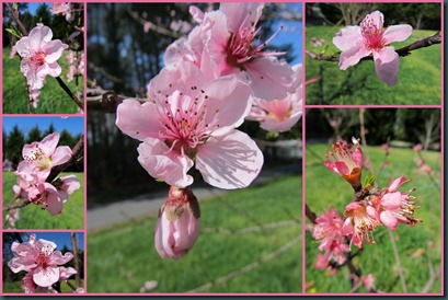 peach blossoms collage peach blossoms collage