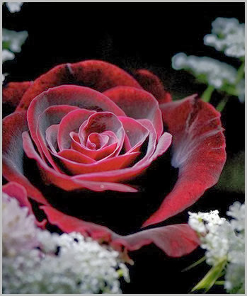 amazing-red-gothic-rose