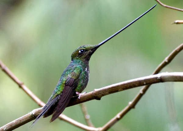 3- Beija-flor-espada 3- Beija-flor-espada