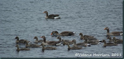 4-greylags