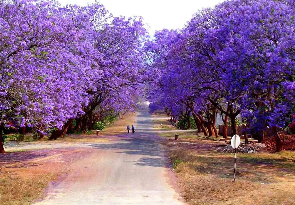 [Jacaranda-mimosifolia3.jpg]