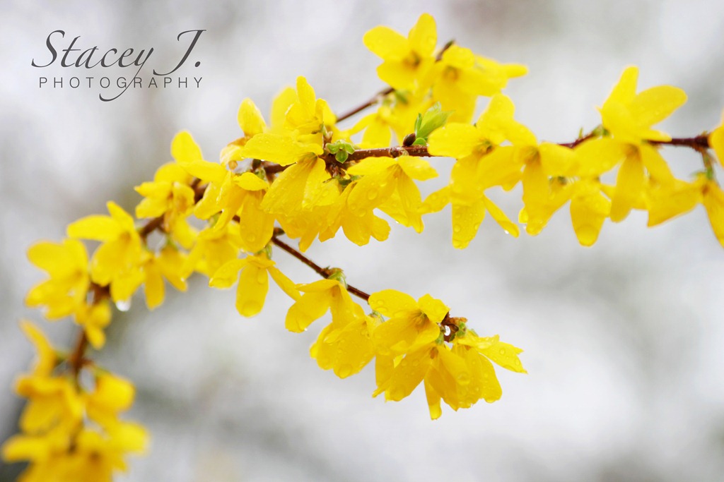 [Forsythias%2520001%255B4%255D.jpg]