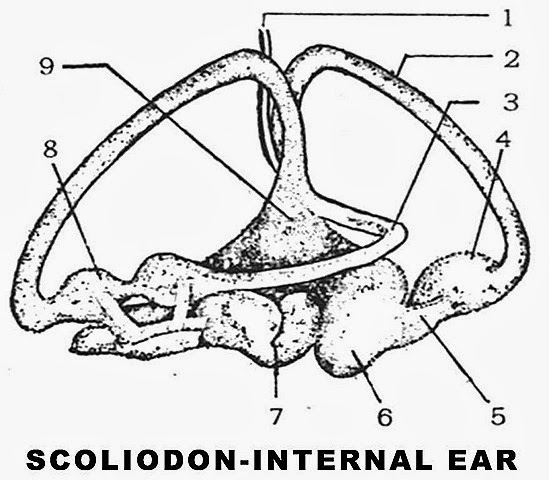 [scoliodon-ear-shark%255B10%255D.jpg]