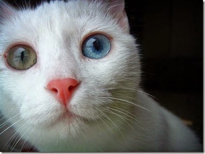 gatos y perros con un ojo diferente cosasdivertidas net (3) imagenes divertidas de gatos