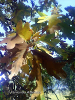 Hojas de Roble Melojo