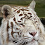 Tigre en el Zoo de Madrid Tigre en el Zoo de Madrid
