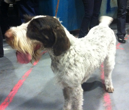 German Wirehaired Pointer