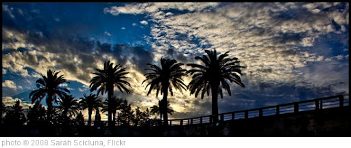 'Palm Trees' photo (c) 2008, Sarah Scicluna - license: http://creativecommons.org/licenses/by-nd/2.0/