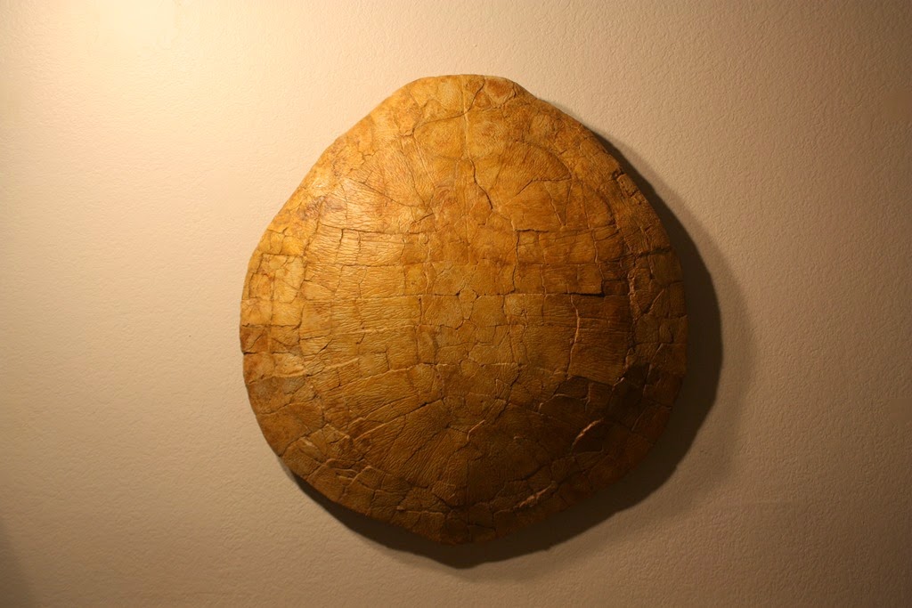 [Andy%2527s%2520fossil%2520pics%2520033%255B5%255D.jpg]