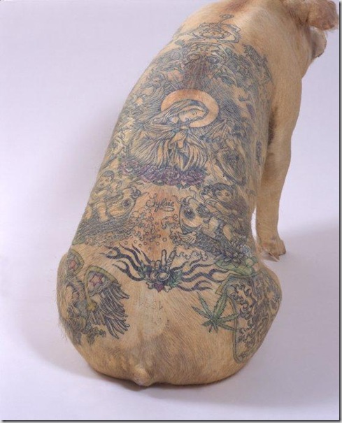 oltre il muro arte e fotografia tattoo and pigs oltre il muro arte e fotografia tattoo and pigs