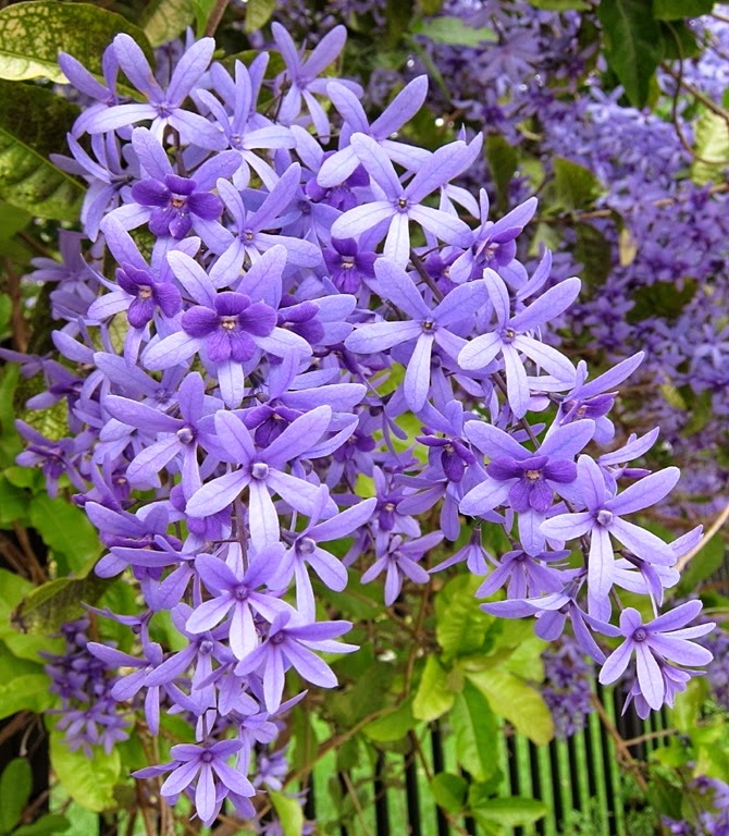 [Petrea-subserrata3.jpg]