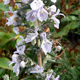 Rosmarinus- Romarin