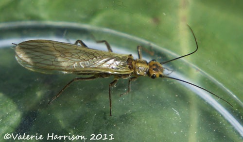 [stonefly%255B3%255D.jpg]