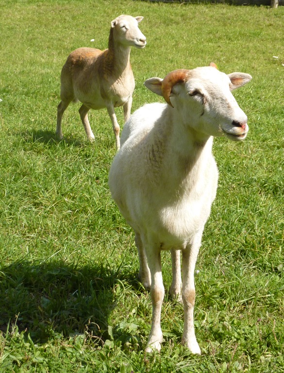 [goats%255B7%255D.jpg]