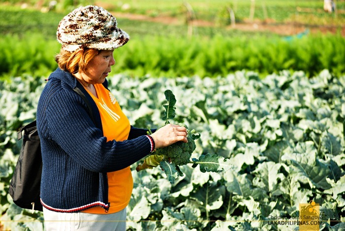 Inspecting a Brocolli at La Trinidad's Strawberry Farm