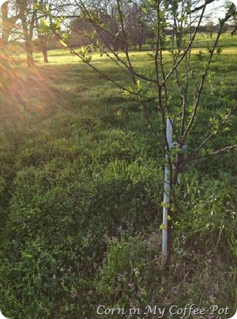 budding plum tree