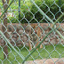 Tiger looming from a distance Tiger looming from a distance
