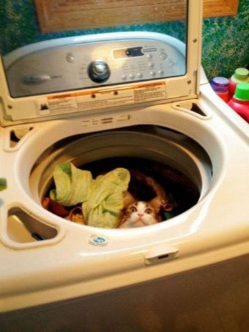 [funny-animals-cute-40%255B2%255D.jpg]