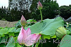 Glória Ishizaka - Flor de Lótus -  Kyoto Botanical Garden 2012 - 8