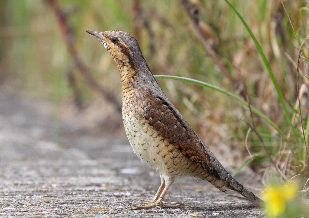 [wryneck7%255B7%255D.jpg]