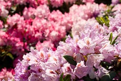 Rhododendron-5