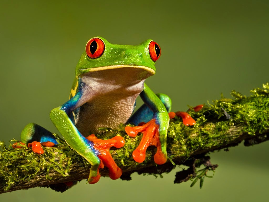 [red-eyed-tree-frog%255B5%255D.jpg]