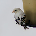 partial albino american goldfinch