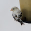 partial albino american goldfinch