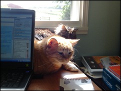 cats at work