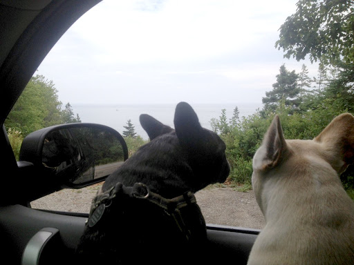 Just be careful, Franny.  You know that we, Frenchies, are not the best swimmers—in fact, we really can't swim at all!  We just aren't built for it!  We have short legs and our heads are our heaviest part!