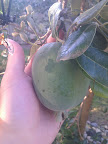 IMG_20111116_083611