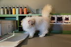There are lots of desks, Ch'in.  I see some paint, paper and...look!  There are photos of cats on the wall!